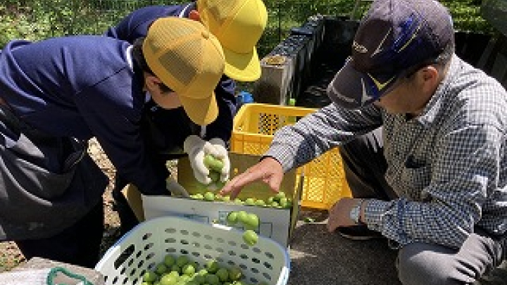 校区内の農家さんのご厚意で梅を収穫する子どもたち